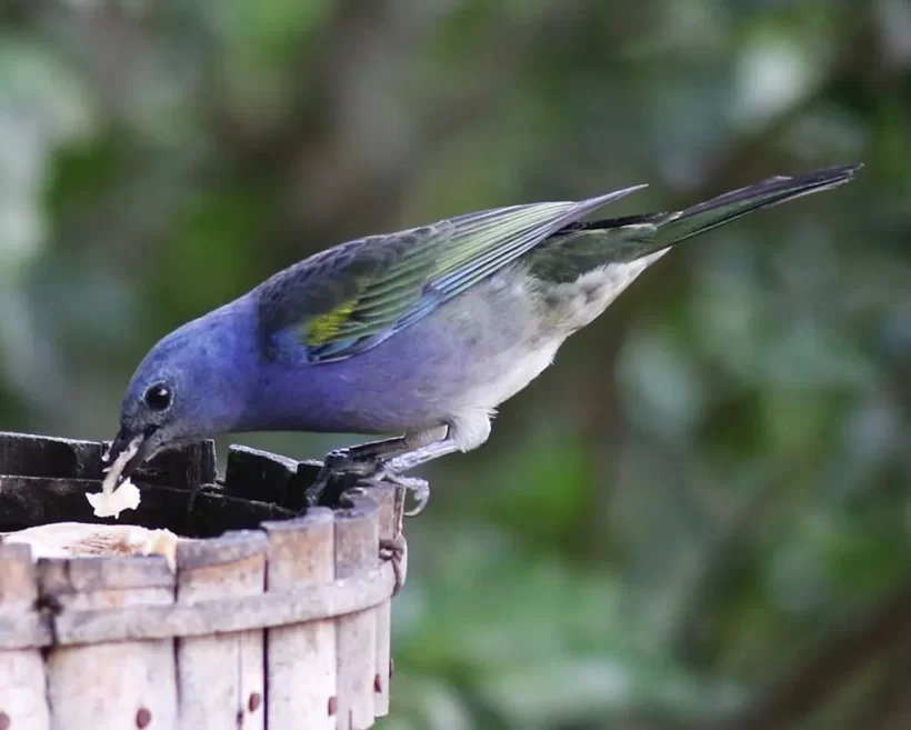 Sanhaço-de-encontro-amarelo