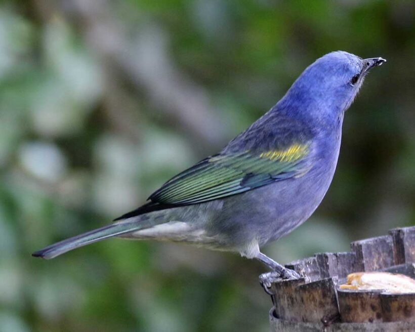 Sanhaço-de-encontro-amarelo