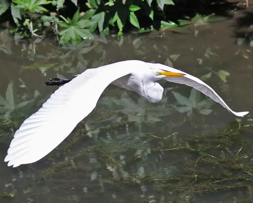 Garça-branca-grande