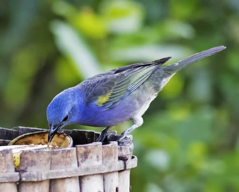 Sanhaço-de-encontro-amarelo