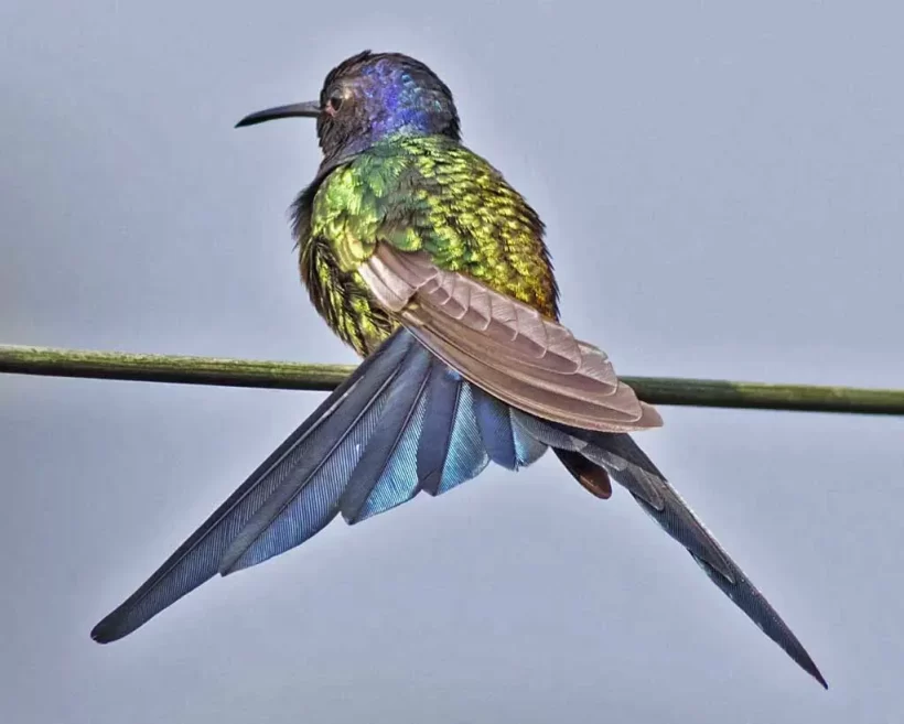 0J9A5321 Beija-flor-tesoura, Eupetomena macroura