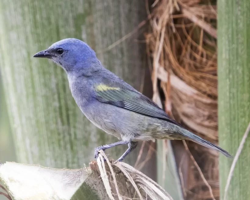 Sanhaço-de-encontro-amarelo