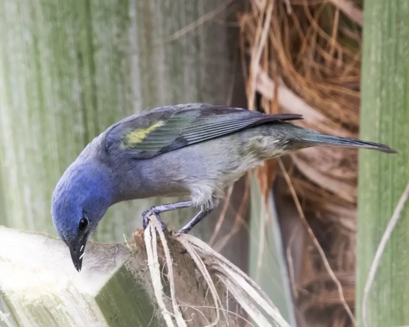 Sanhaço-de-encontro-amarelo