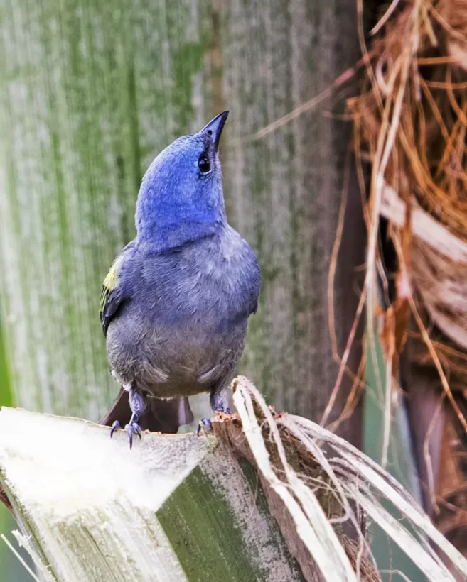 Sanhaço-de-encontro-amarelo