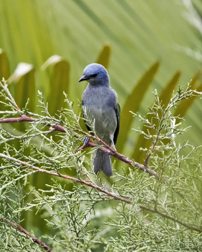 Sanhaço-de-encontro-amarelo