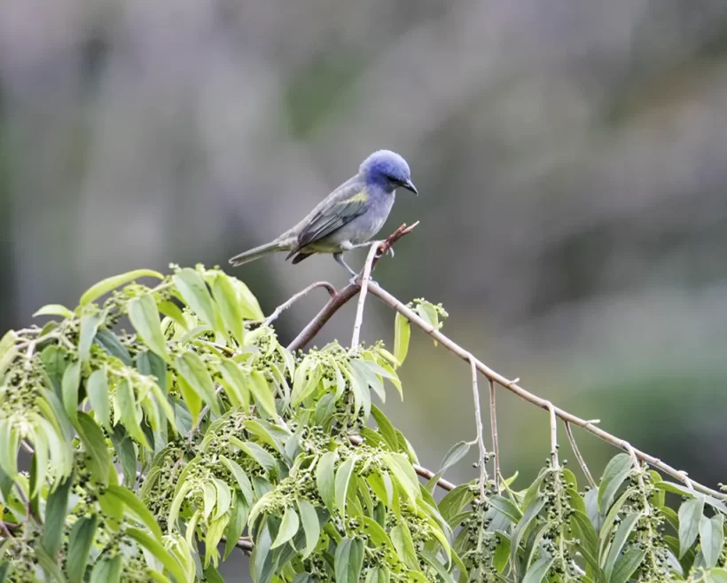 Sanhaço-de-encontro-amarelo