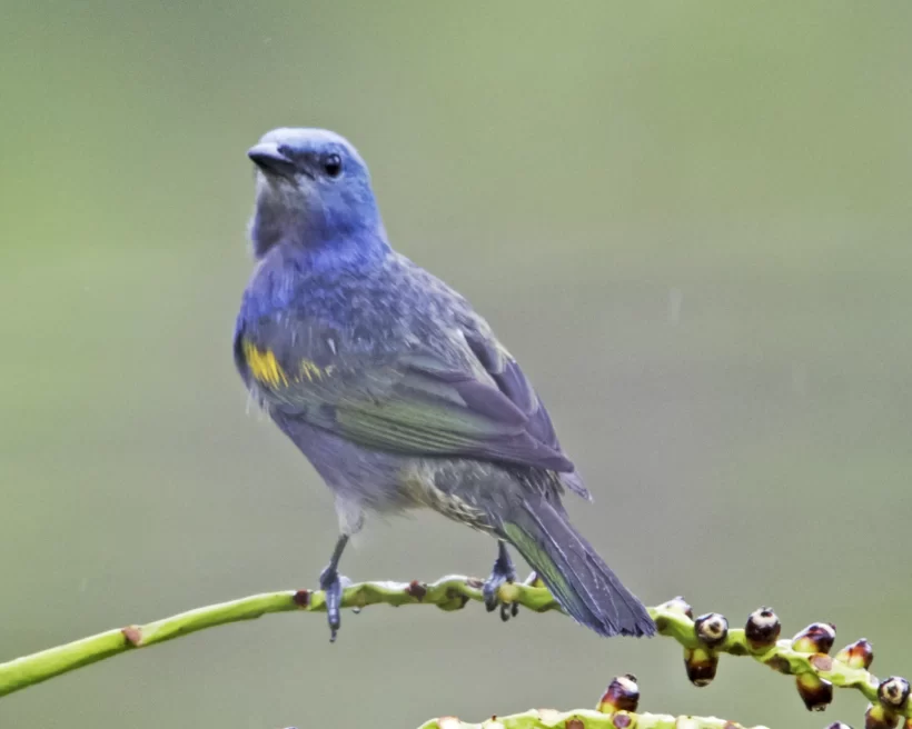 Sanhaço-de-encontro-amarelo