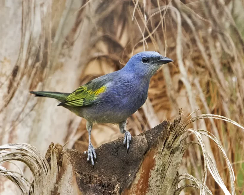 Sanhaço-de-encontro-amarelo