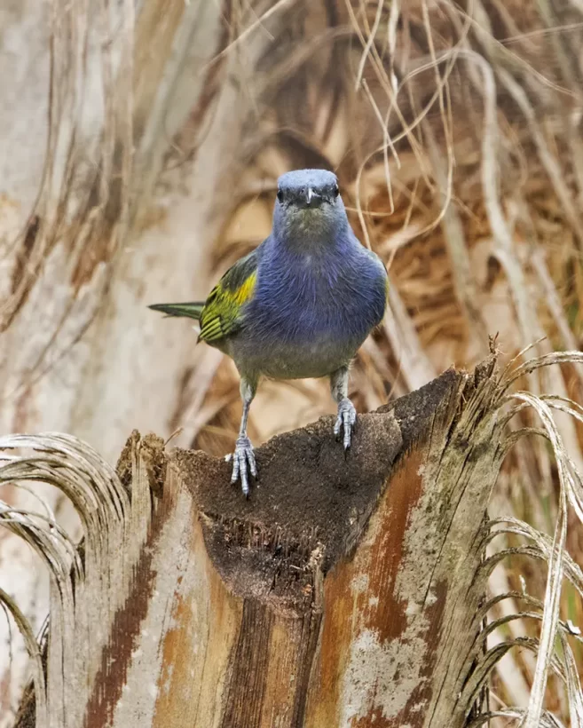Sanhaço-de-encontro-amarelo