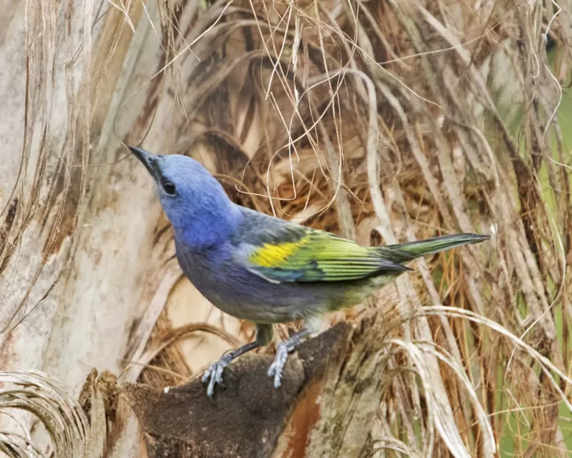 Sanhaço-de-encontro-amarelo