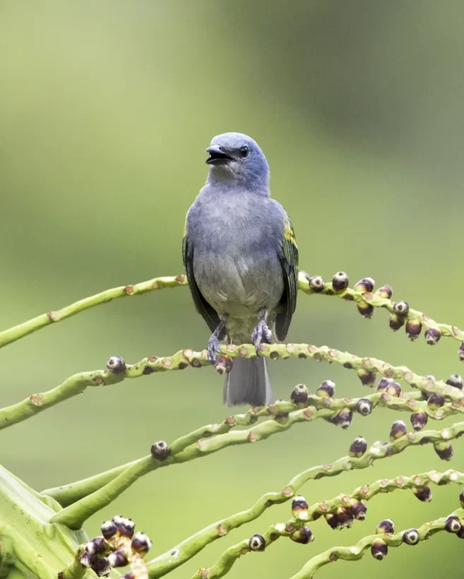 Sanhaço-de-encontro-amarelo