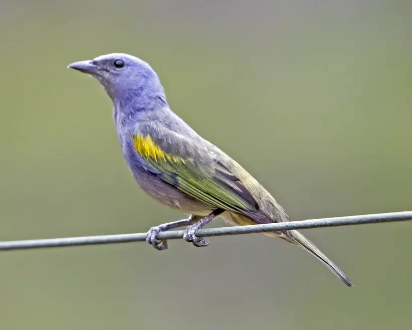 Sanhaço-de-encontro-amarelo