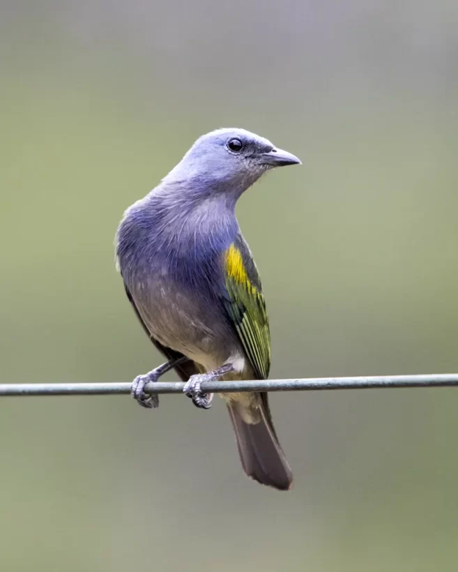 Sanhaço-de-encontro-amarelo