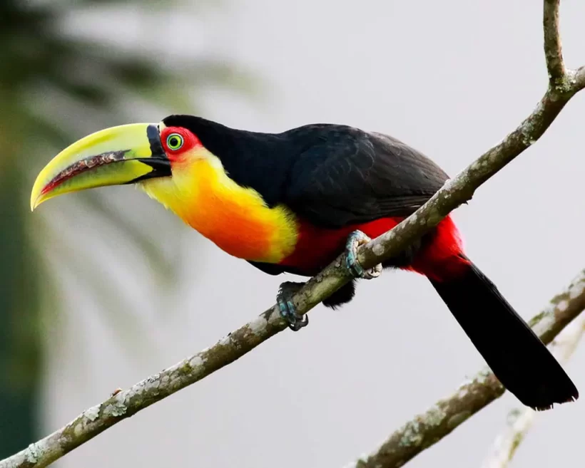 Tucano-de-bico-verde