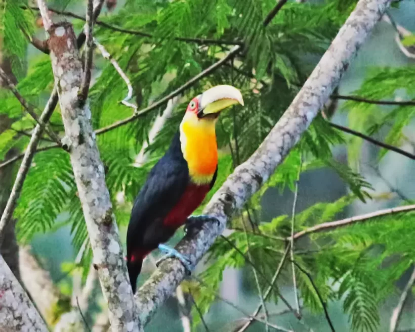 Tucano-de-bico-verde