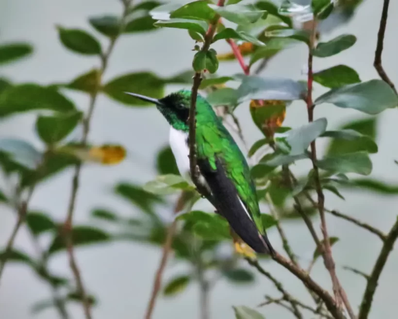 Beija-flor-de-bochecha-azul