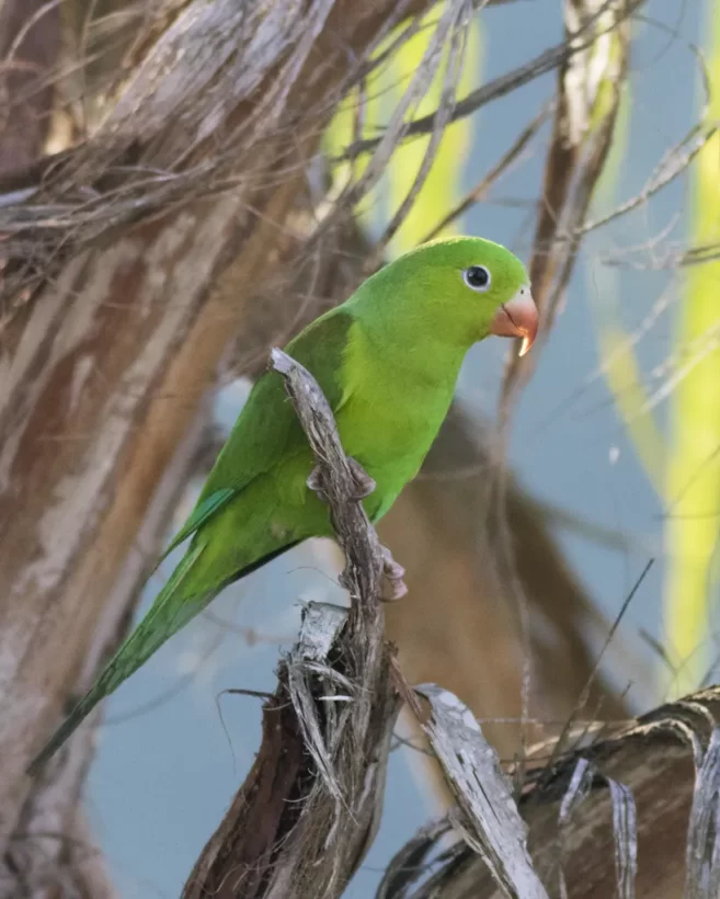 Periquito-rico