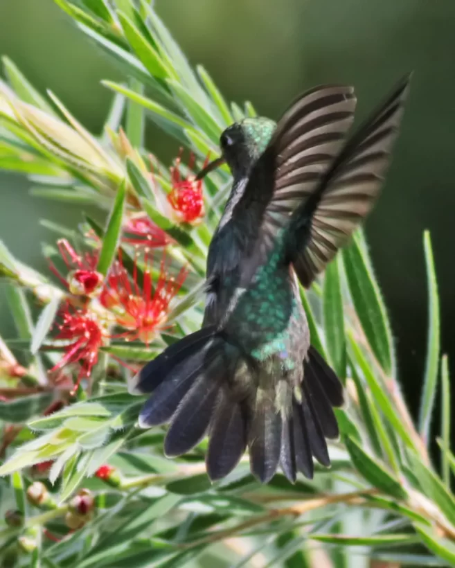 Beija-flor-de-banda-branca