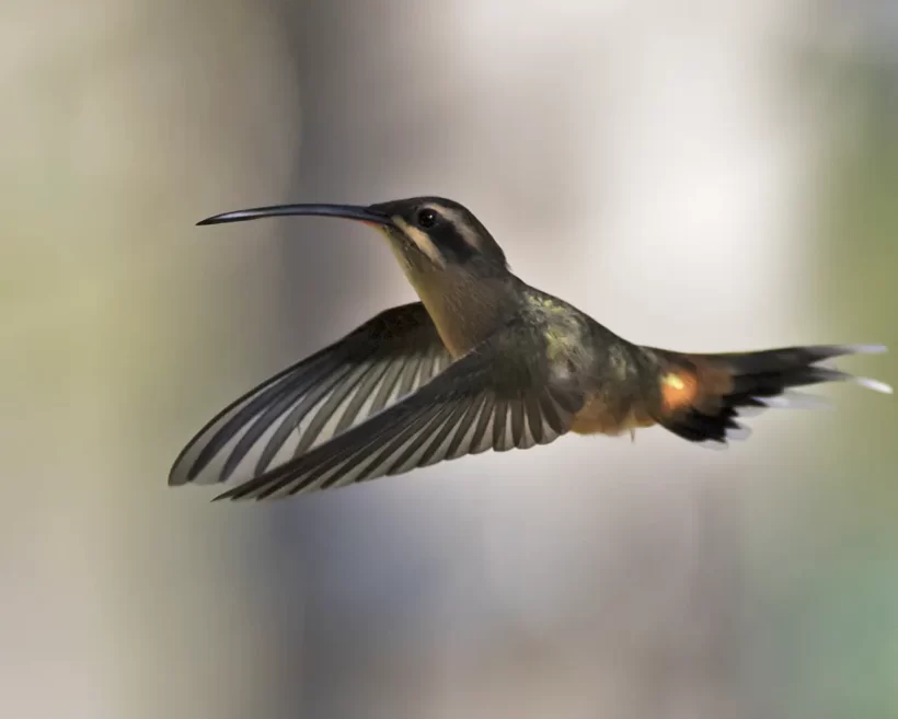Rabo-branco-acanelado