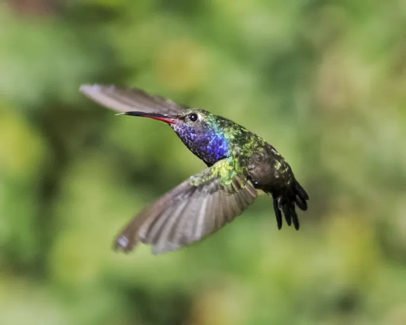 Beija-flor-de-peito-azul