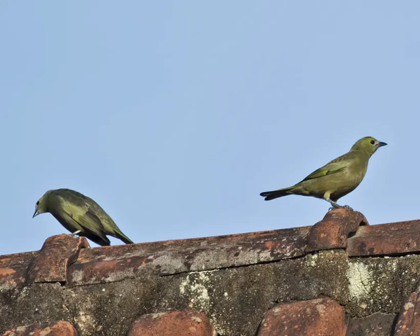 Sanhaço-do-coqueiro
