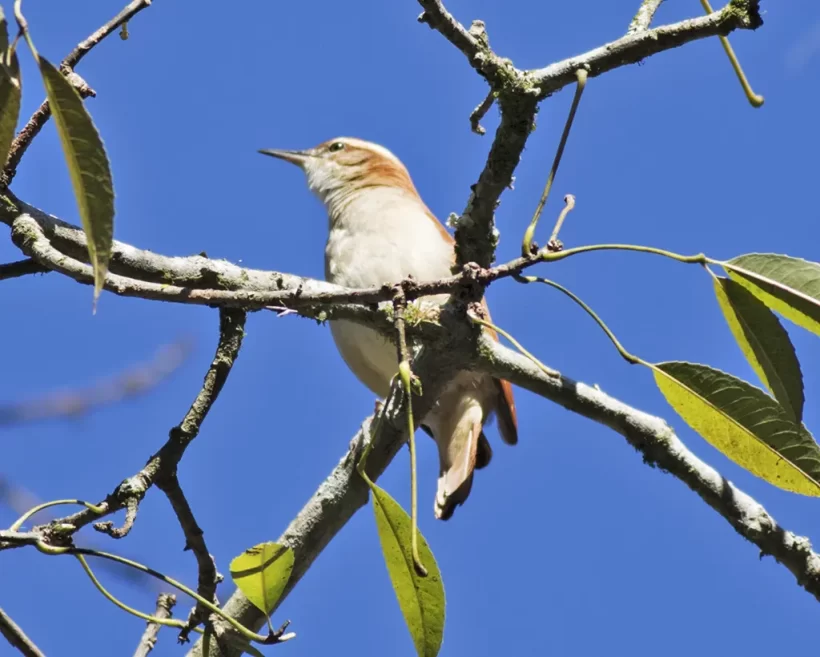 Casaca-de-couro-da-lama