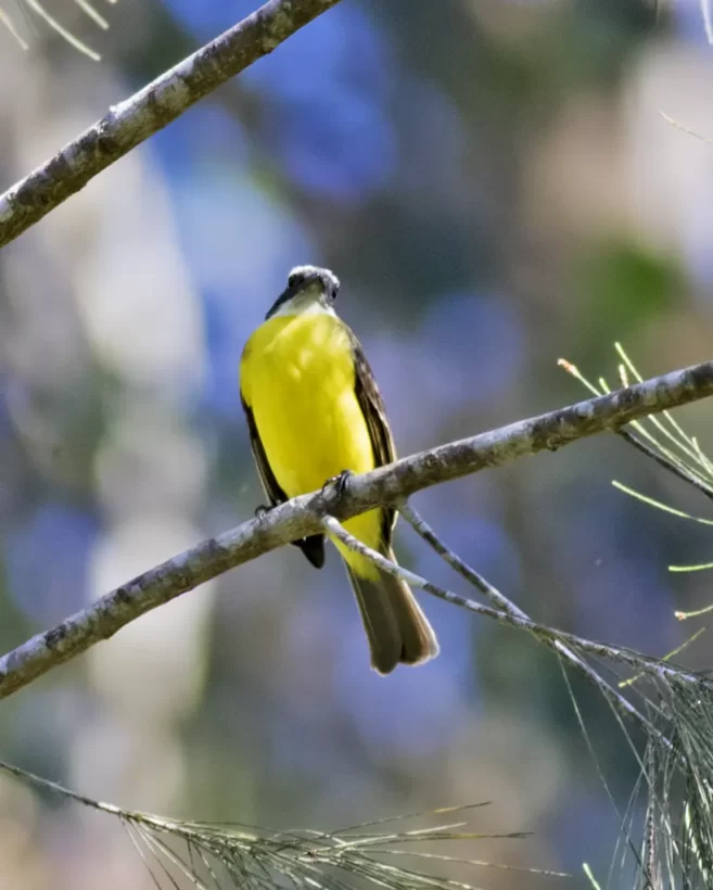 Bentevizinho-de-penacho-vermelho