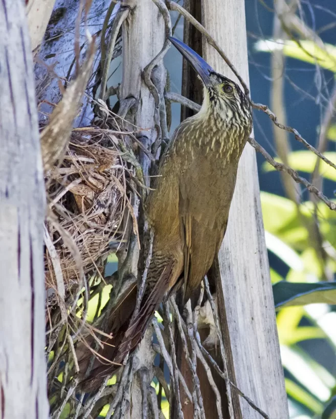 Arapaçu-de-garganta-branca