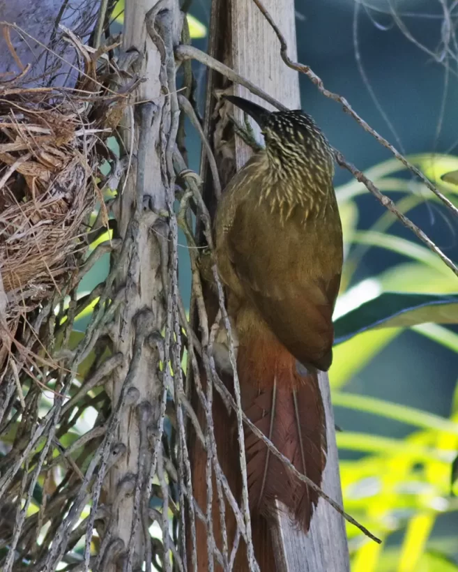Arapaçu-de-garganta-branca