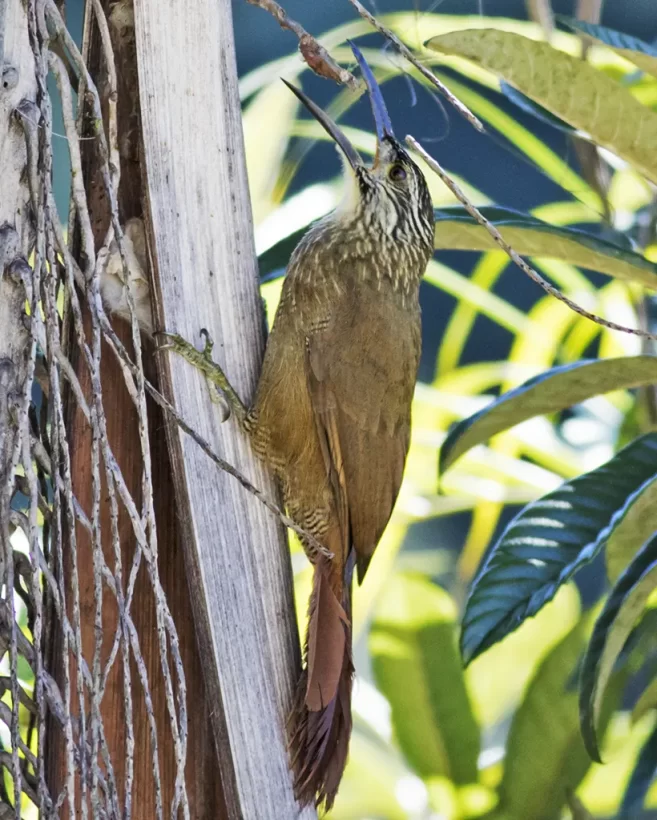 Arapaçu-de-garganta-branca