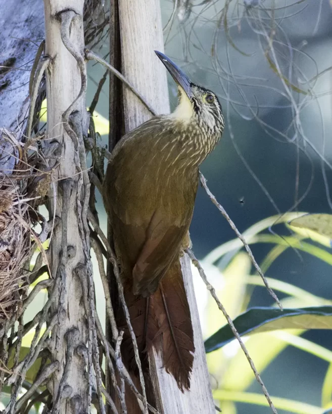 Arapaçu-de-garganta-branca