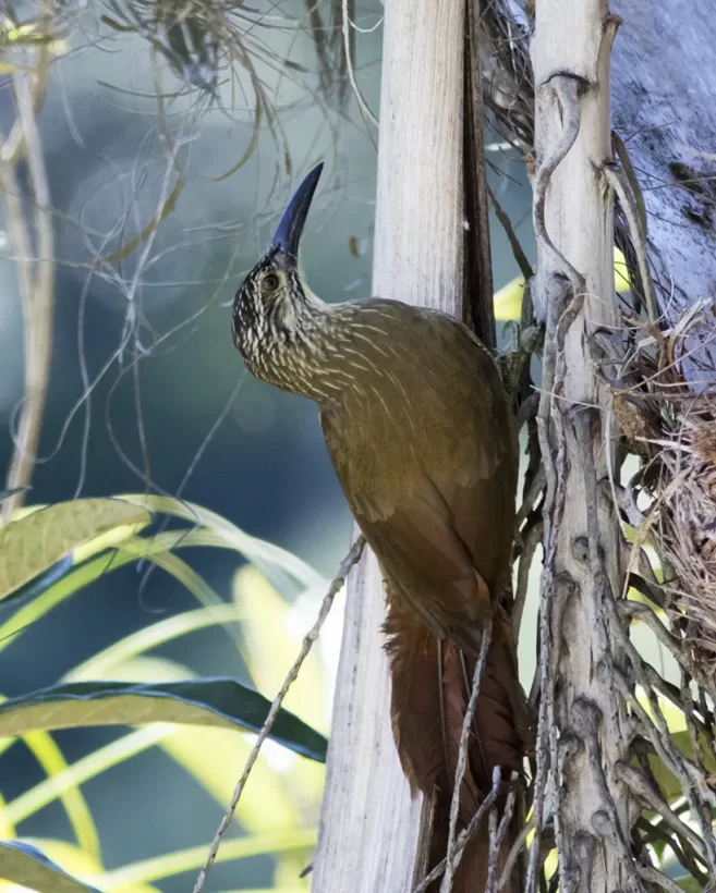 Arapaçu-de-garganta-branca