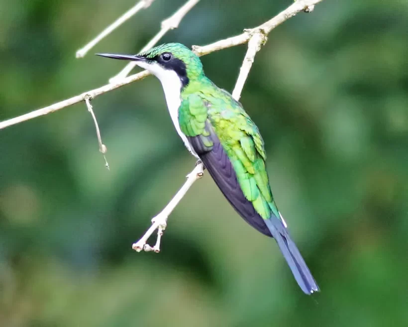 Beija-flor-de-bochecha-azul