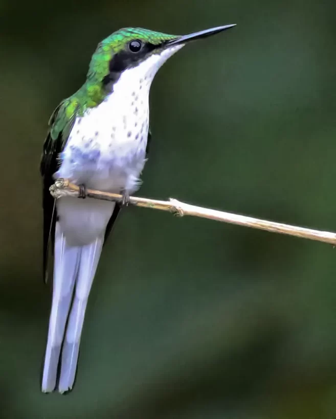 Beija-flor-de-bochecha-azul