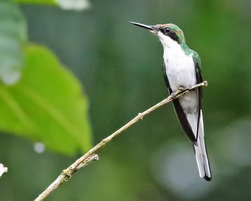 Beija-flor-de-bochecha-azul