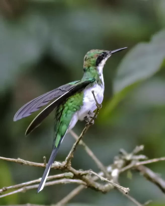 Beija-flor-de-bochecha-azul