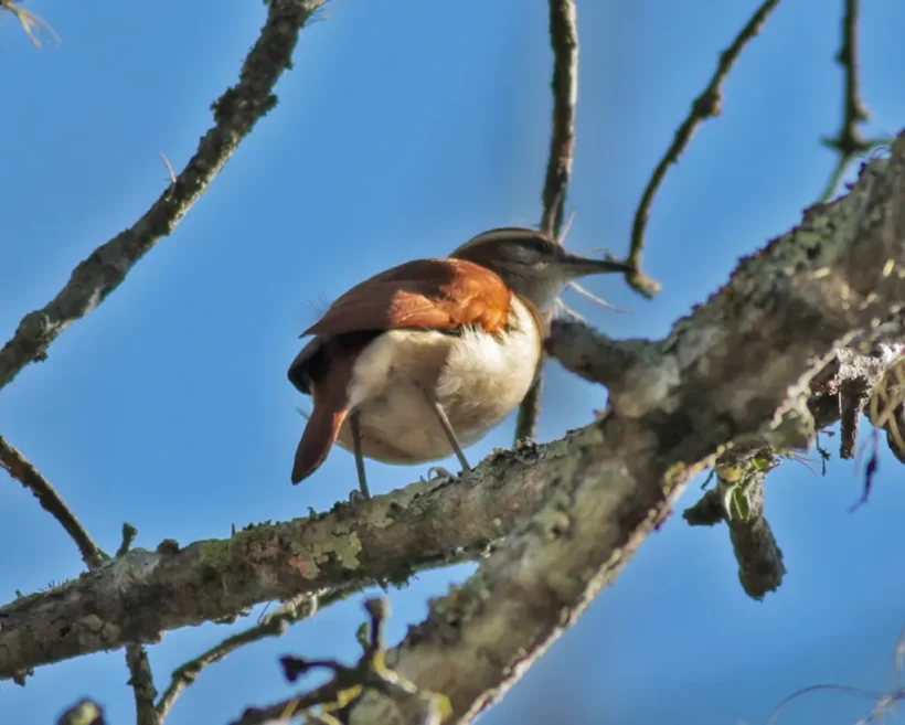 Casaca-de-couro-da-lama