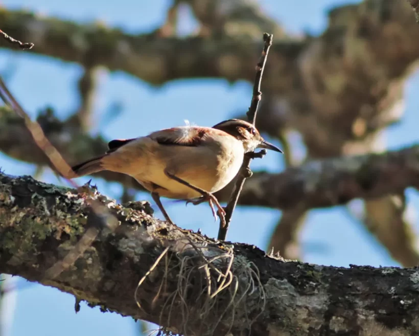 Casaca-de-couro-da-lama
