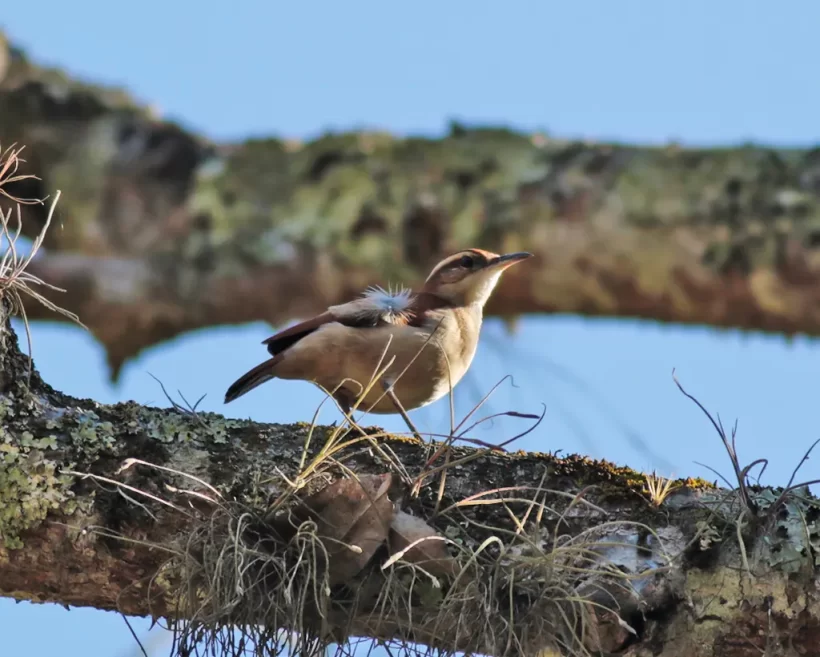 Casaca-de-couro-da-lama