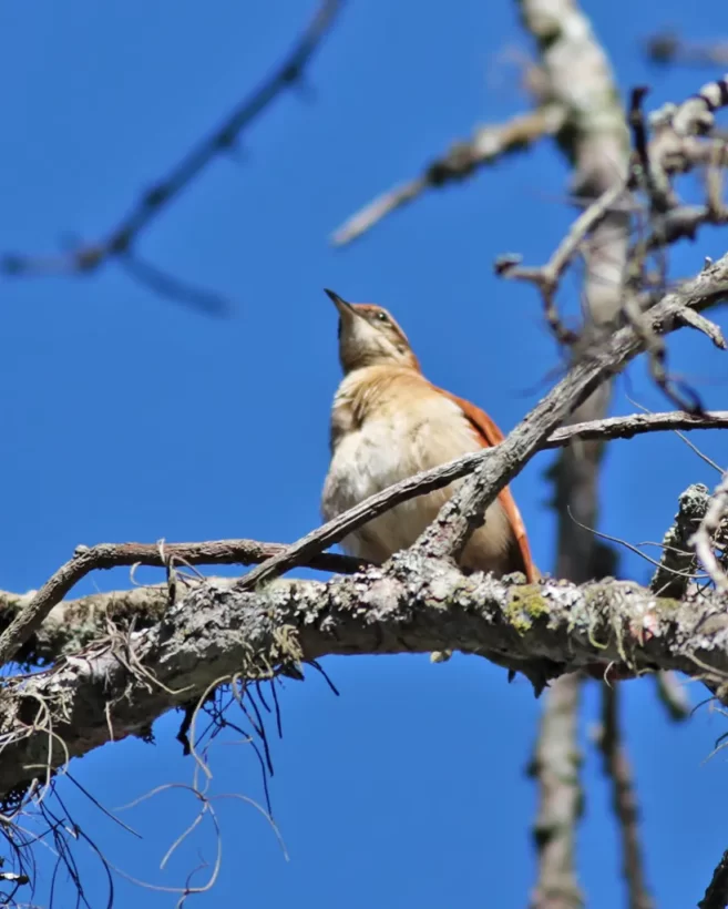 Casaca-de-couro-da-lama