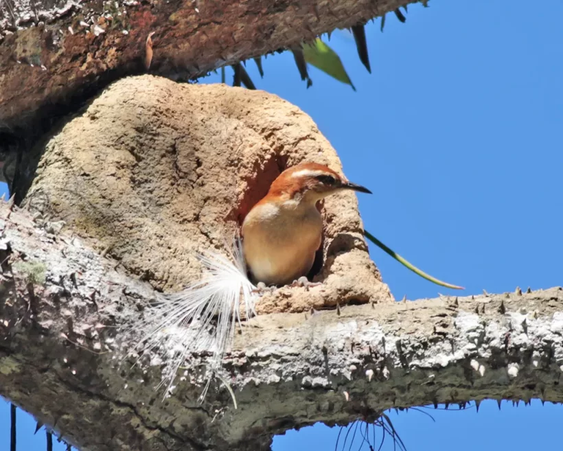 Casaca-de-couro-da-lama