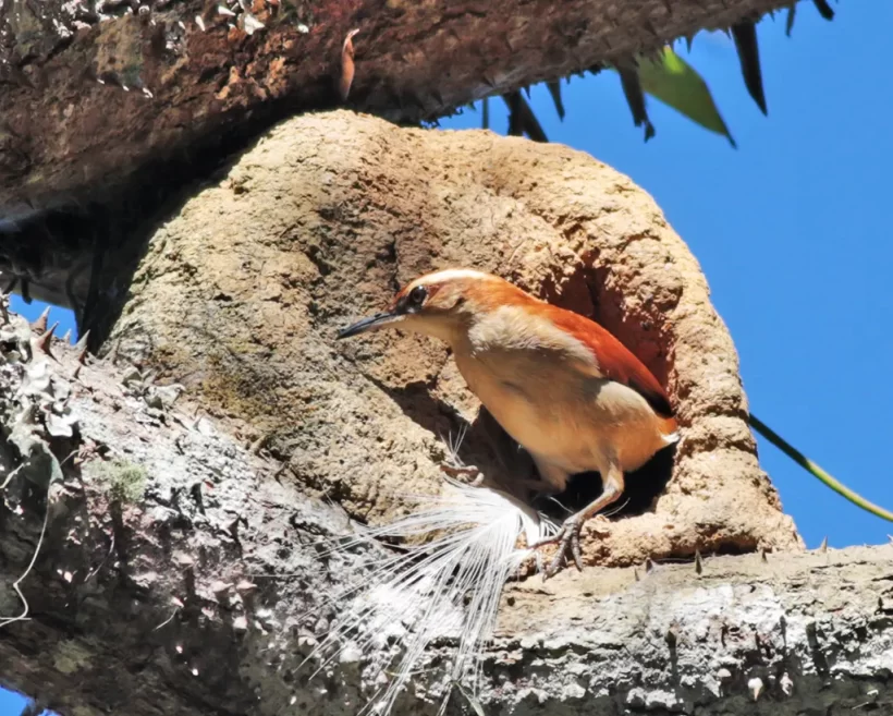 Casaca-de-couro-da-lama