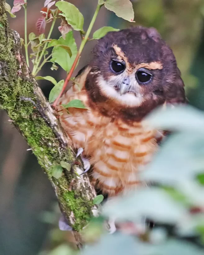Murucututu-de-barriga-amarela