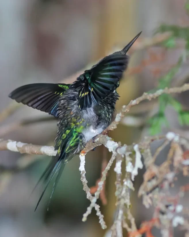 Beija-flor-de-fronte-violeta