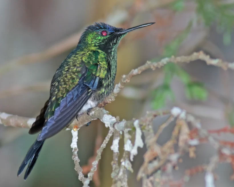 Beija-flor-de-fronte-violeta