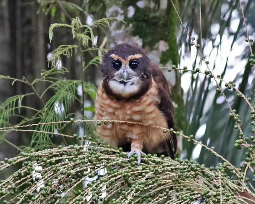 Murucututu-de-barriga-amarela