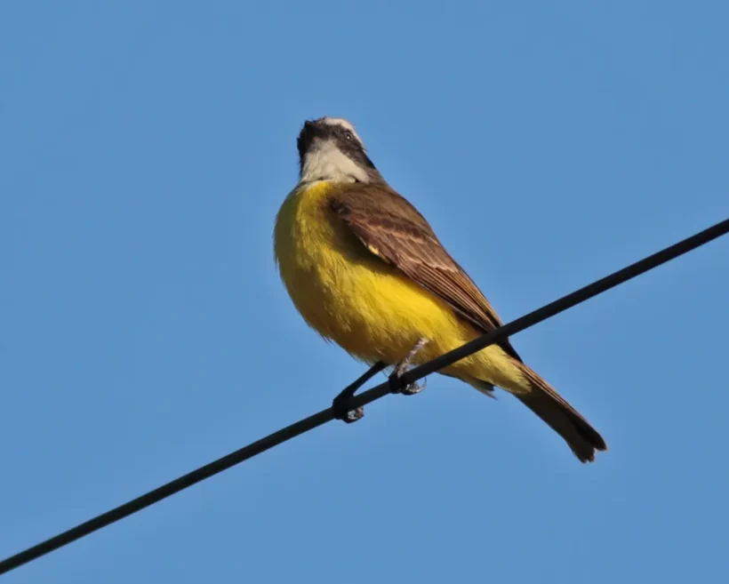 Bentevizinho-de-penacho-vermelho