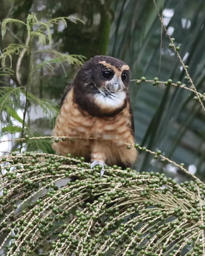 Murucututu-de-barriga-amarela