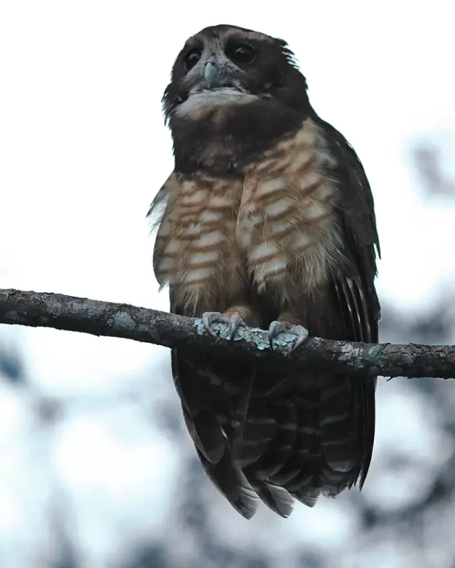 Murucututu-de-barriga-amarela