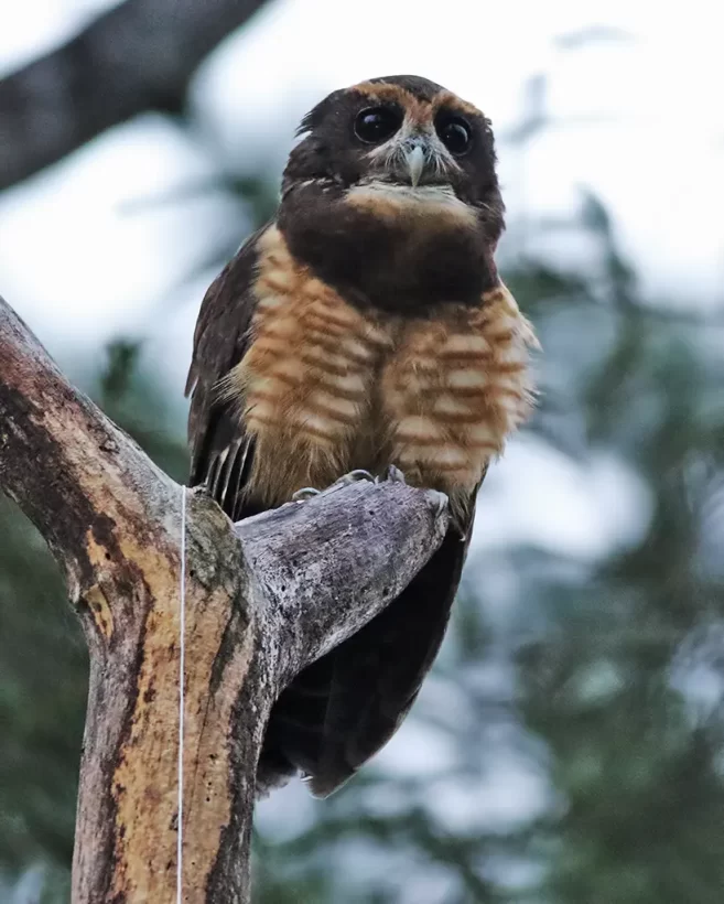 Murucututu-de-barriga-amarela